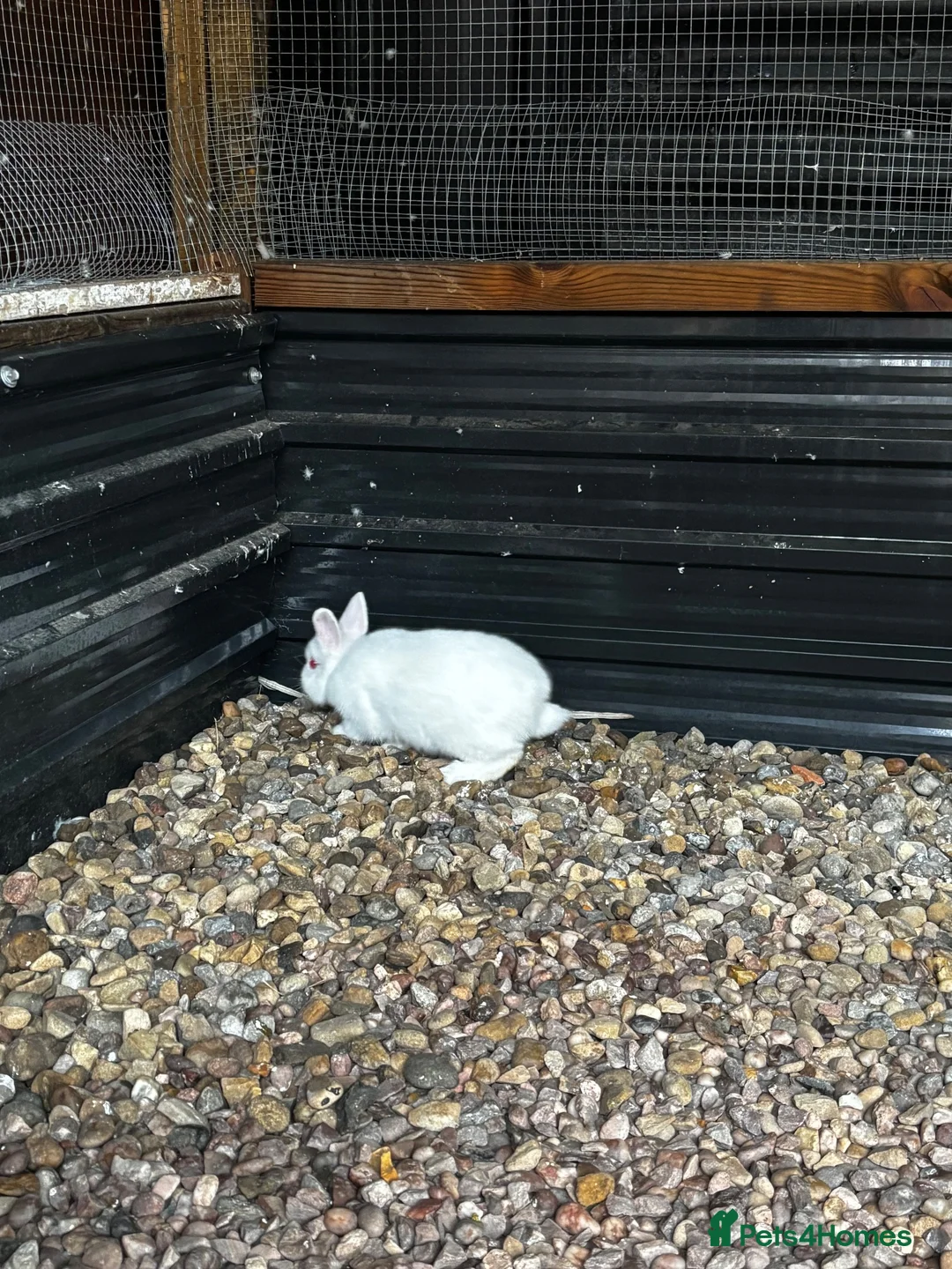 Netherland Dwarf rabbits for sale: Netherland dwarf buck  - Advert 3