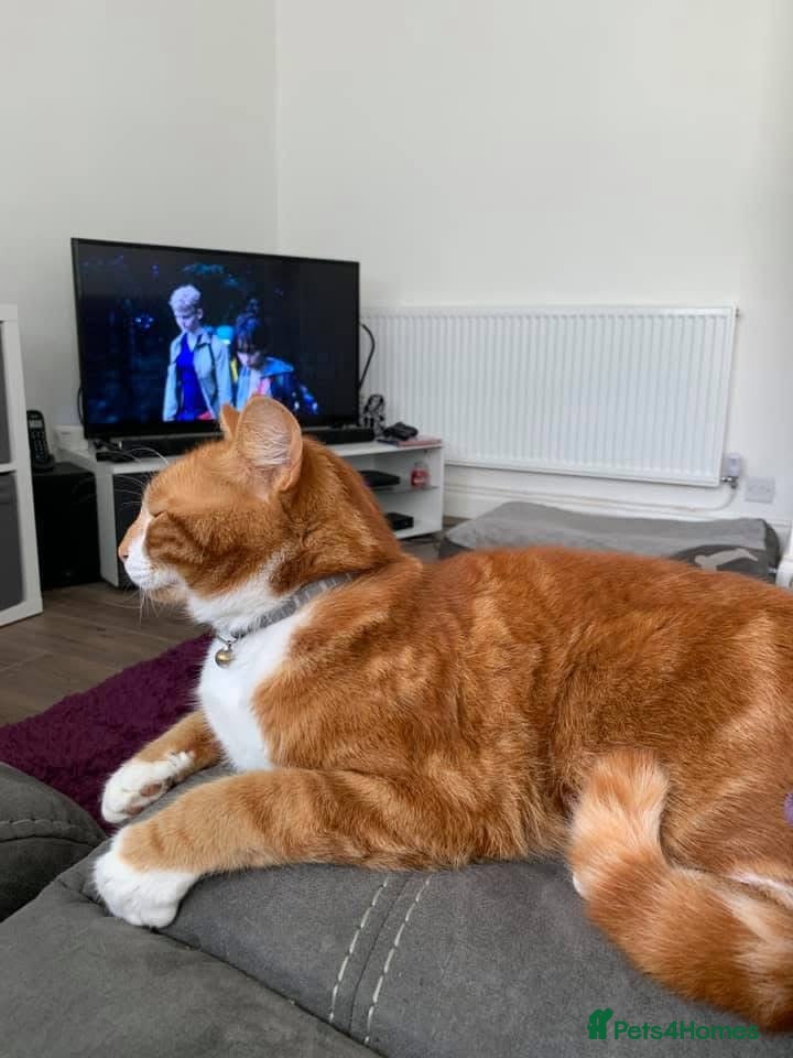 Mixed Breed cats for sale: Louie  - Advert 5