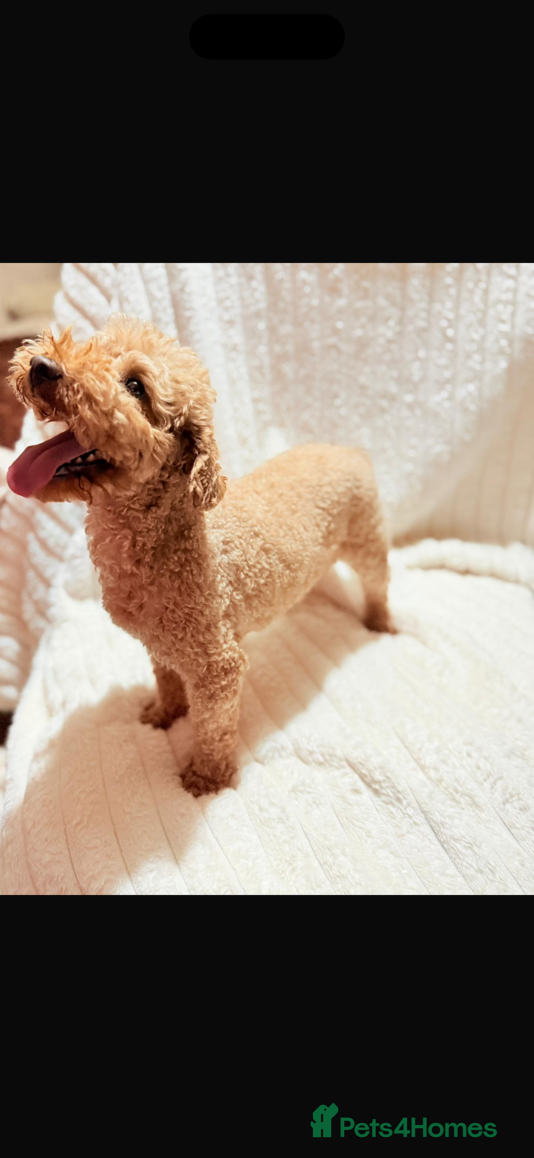 Goldendoodle dogs for sale: F1 Miniature goldendoodles  - Advert 4