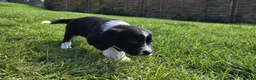 Mixed Breed dogs for sale: Sprollies  - Advert 11