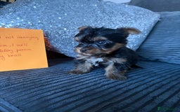 Yorkshire Terrier dogs for sale: Miniature Yorkshire terrier puppies  - Image 18