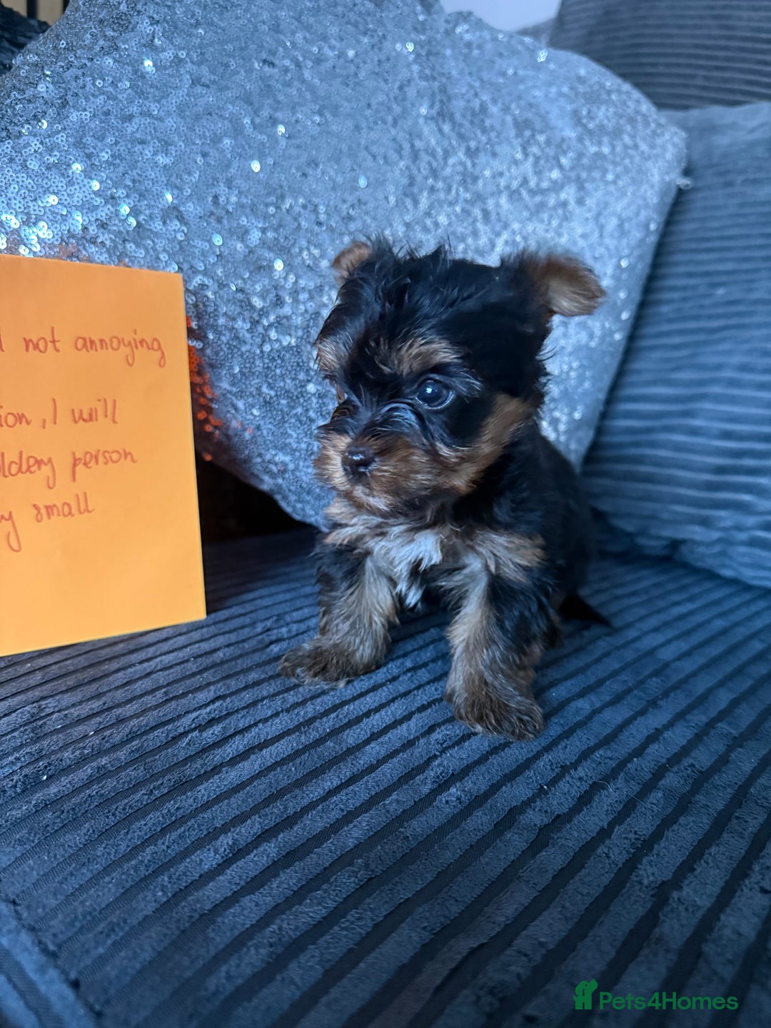 Yorkshire Terrier dogs for sale: Miniature Yorkshire terrier puppies  - Image 18
