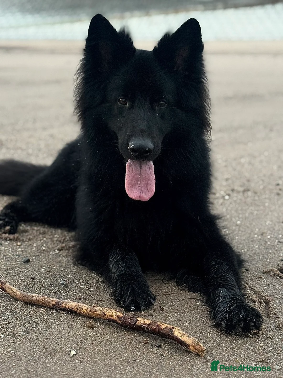 German Shepherd dogs for stud: Black German shepherd stud dog - Advert 7