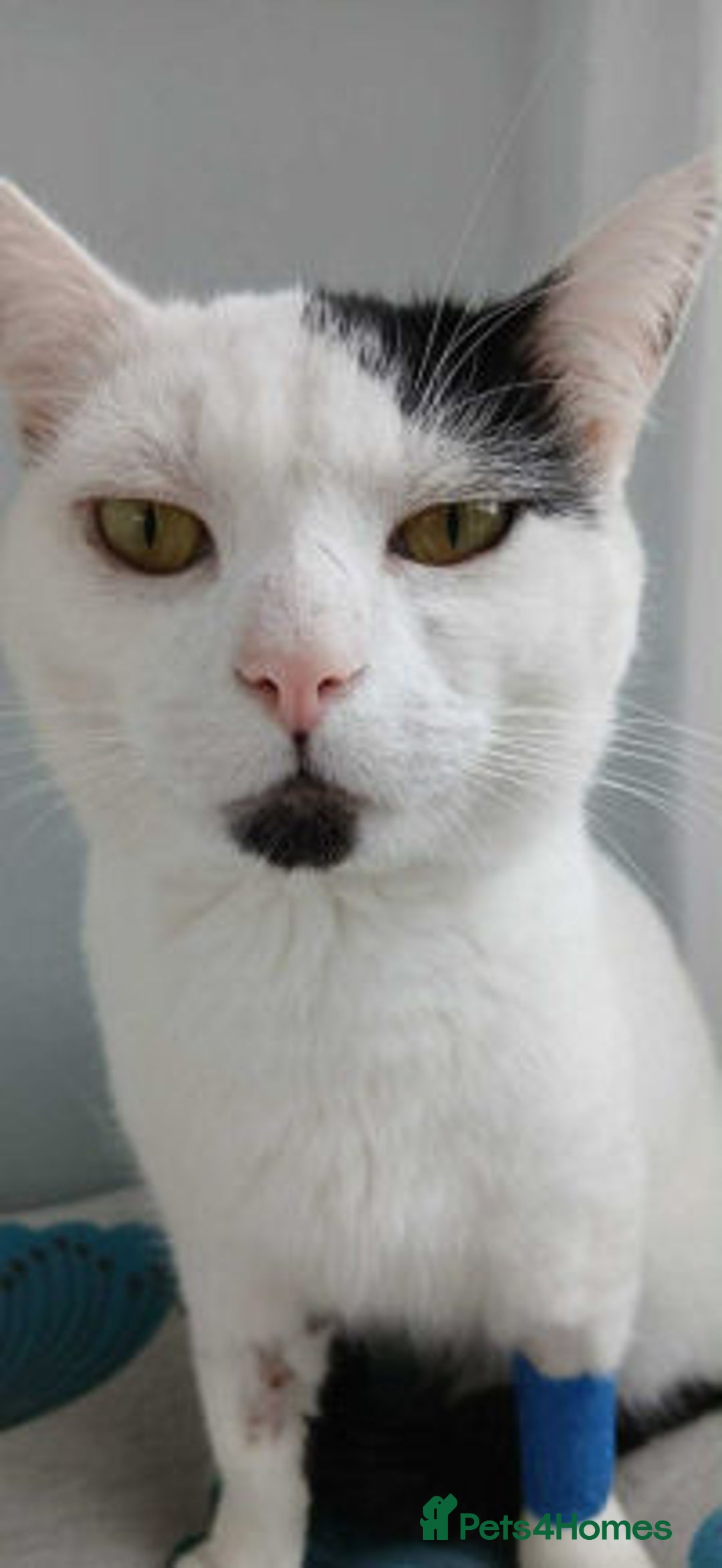 Mixed Breed cats for adoption: HARRI - Image 3