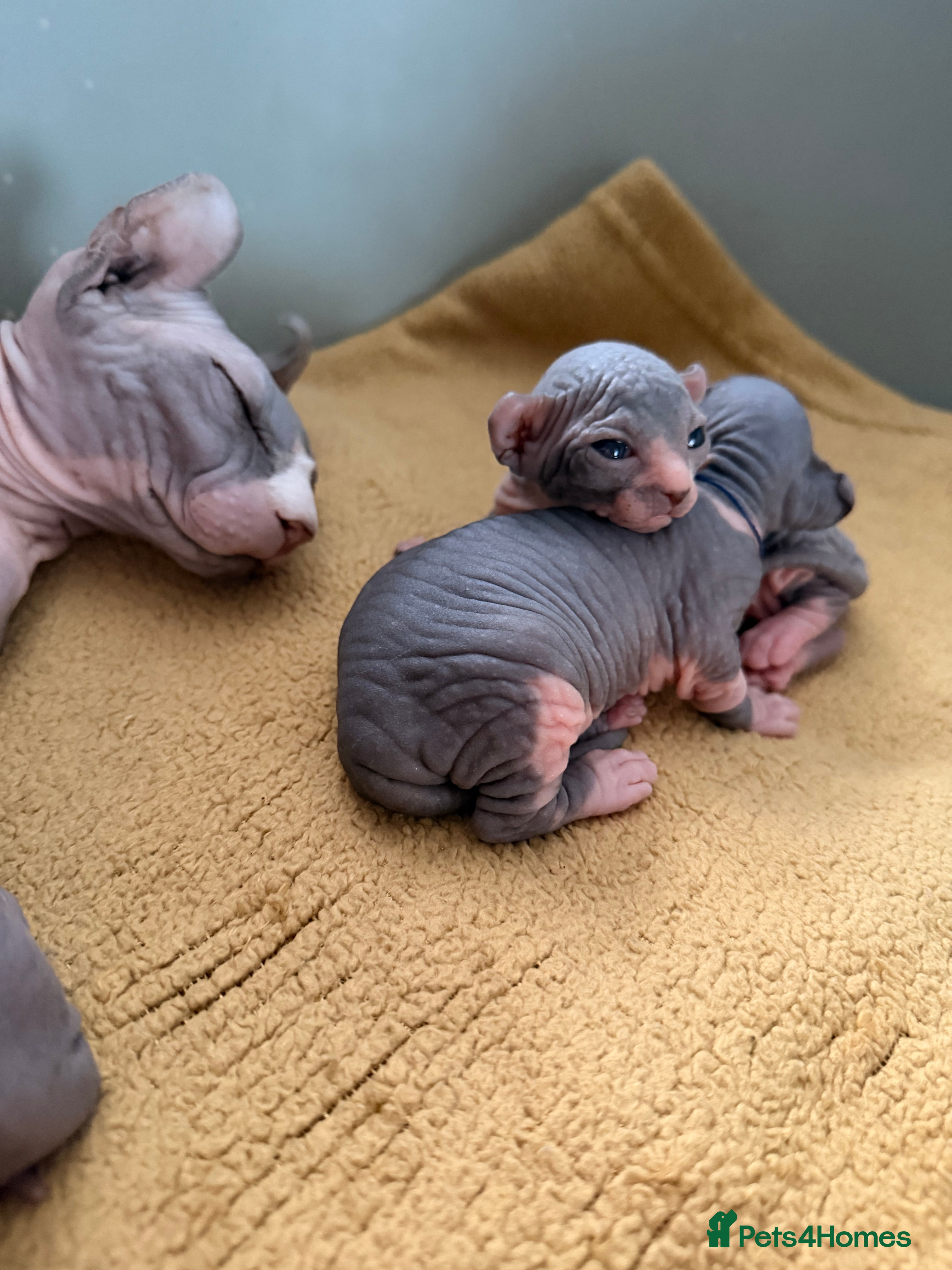 Sphynx cats 🔥 Elf Kittens for reservation 🔥 - Advert 1