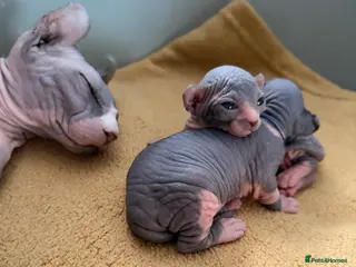 Sphynx cats 🔥 Elf Kittens for reservation 🔥 - Advert 1