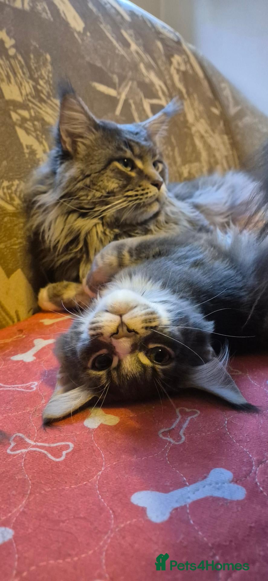 Maine Coon cats Paradaiseforyou Maine Coon Boys AVAILABLE (Large) - Advert 2