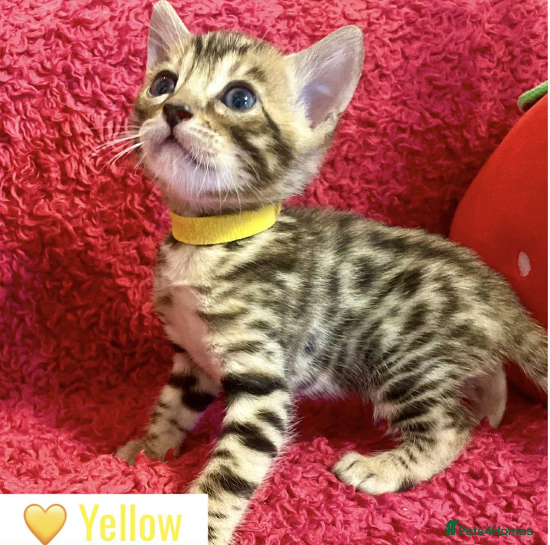 Bengal cats for sale: Beautiful Bengal Kittens  - Image 12