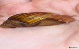 Snails invertebrates for sale: Giant African land snails  - Image 4