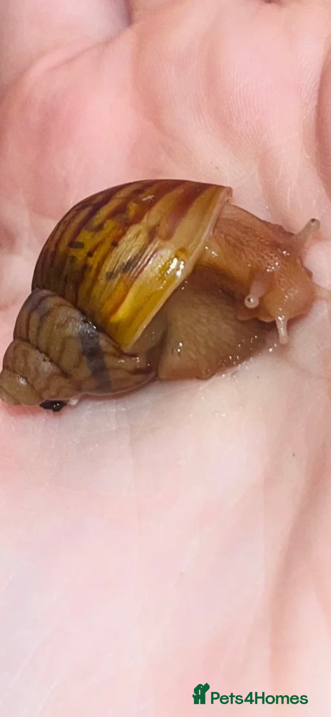 Snails invertebrates for sale: Giant African land snails  - Image 4