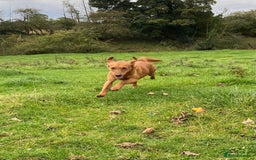 Labrador Retriever dogs for sale: Gorgeous Red Labrador Pups - Image 20