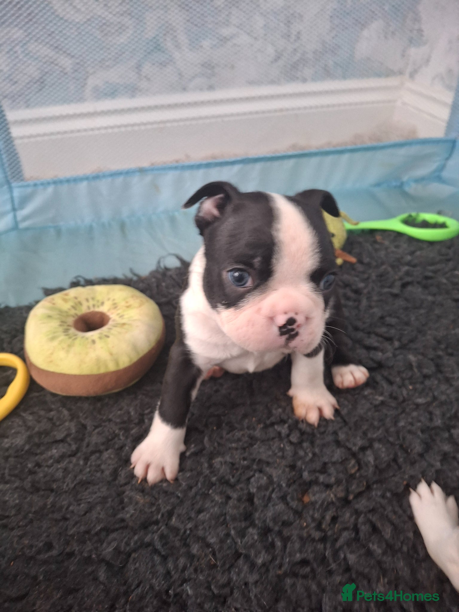Boston Terrier dogs Stunning Boston Terriers Boys.  - Advert 4