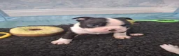 Boston Terrier dogs for sale: Stunning Boston Terriers Boys.  - Advert 1