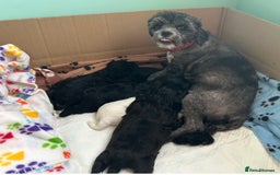 Mixed Breed dogs for sale: Expected puppies - Image 7