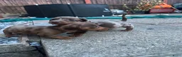 Miniature Dachshund dogs for sale: 6 beautiful miniature dachshund puppies - Advert 7