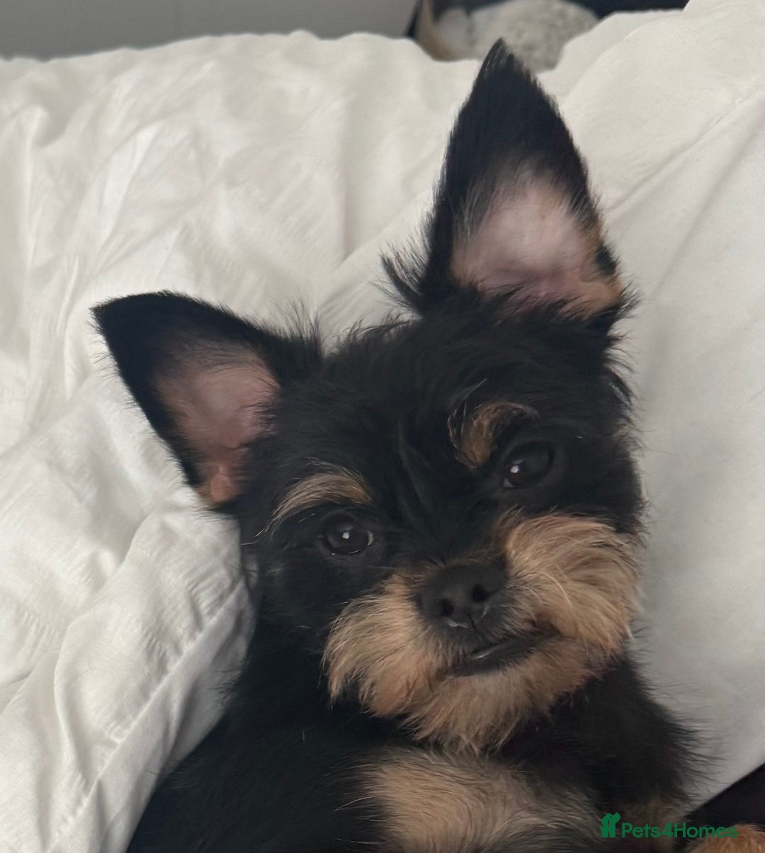 Chorkie dogs for stud: Male chorkie for stud - Advert 6