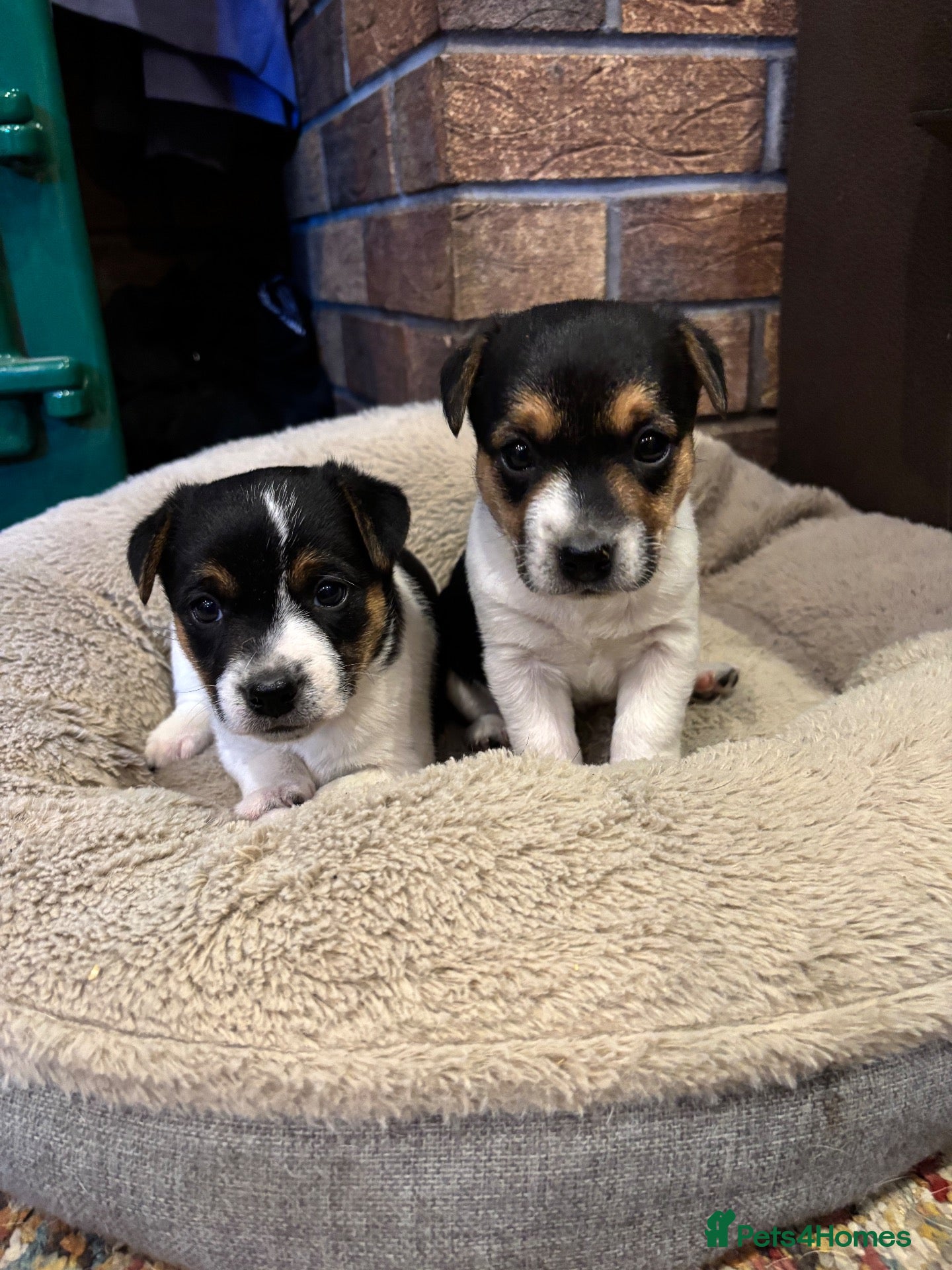 Jack Russell dogs 2 Jack Russel puppies wanting loving homes. - Advert 6