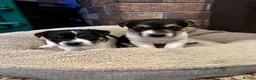 Jack Russell dogs for sale: 2 Jack Russel puppies wanting loving homes. - Advert 1