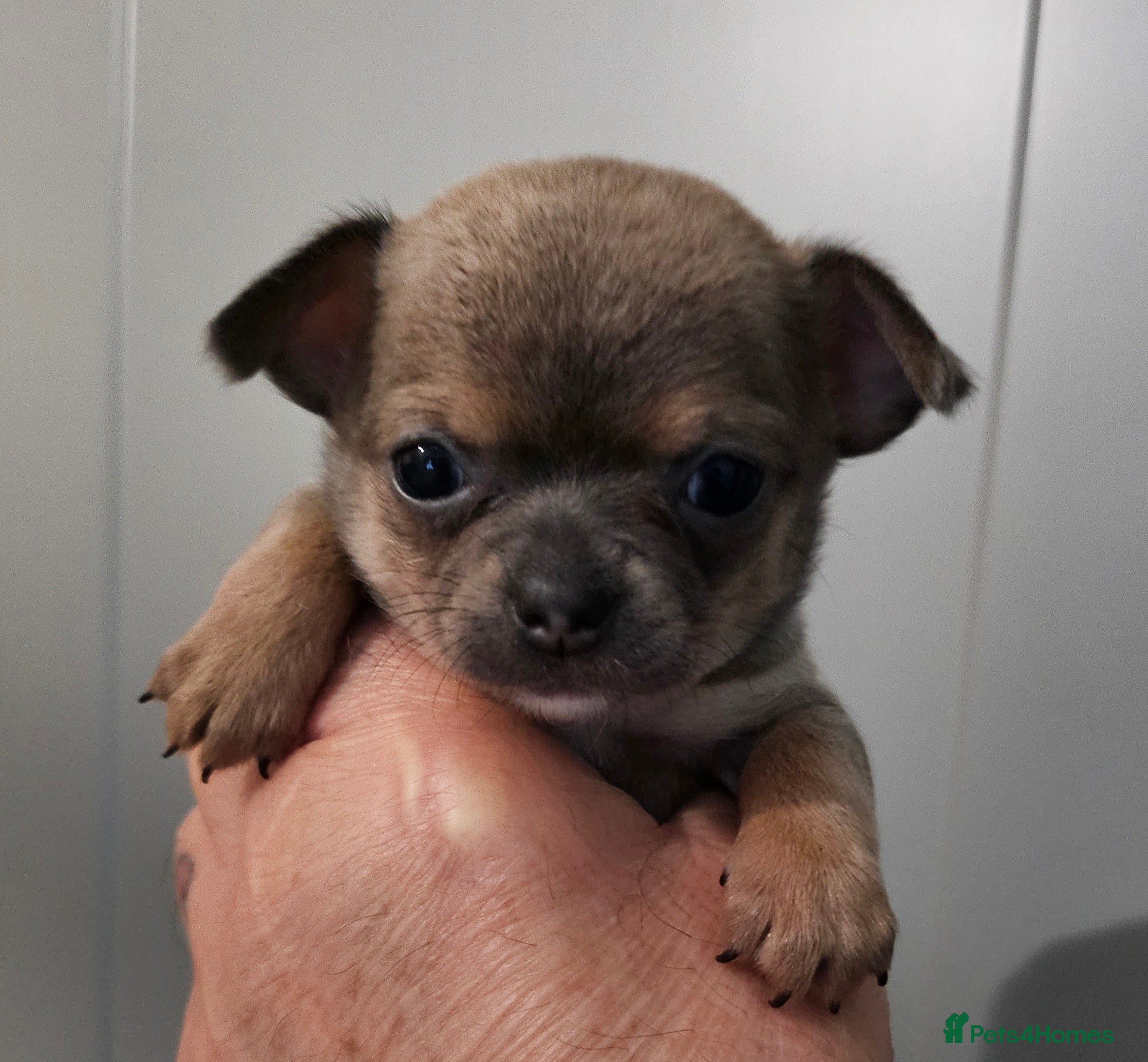 Chihuahua dogs SmoothCoat Chihuahua  - Advert 5