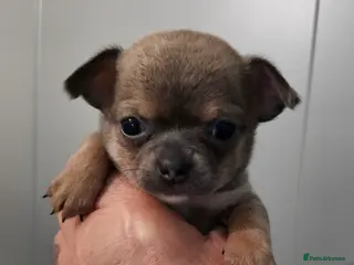 Chihuahua dogs SmoothCoat Chihuahua - Advert 5