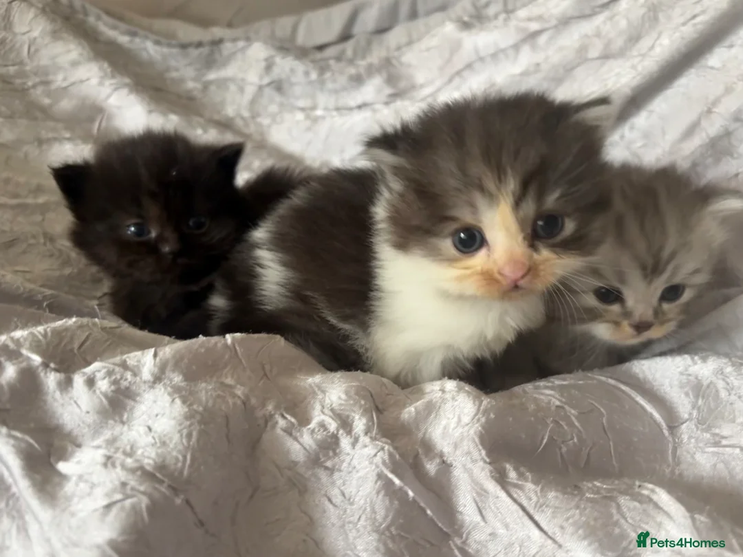 Persian cats for sale: Mixed Persians  - Advert 8