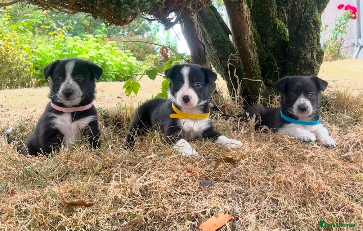 Border Collie dogs Stunning Border Collie Puppies - Advert 1