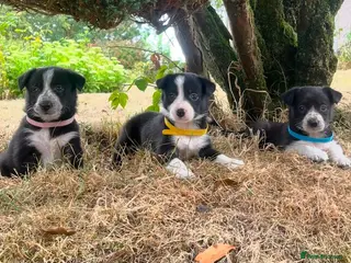 Border Collie dogs Stunning Border Collie Puppies - Advert 4
