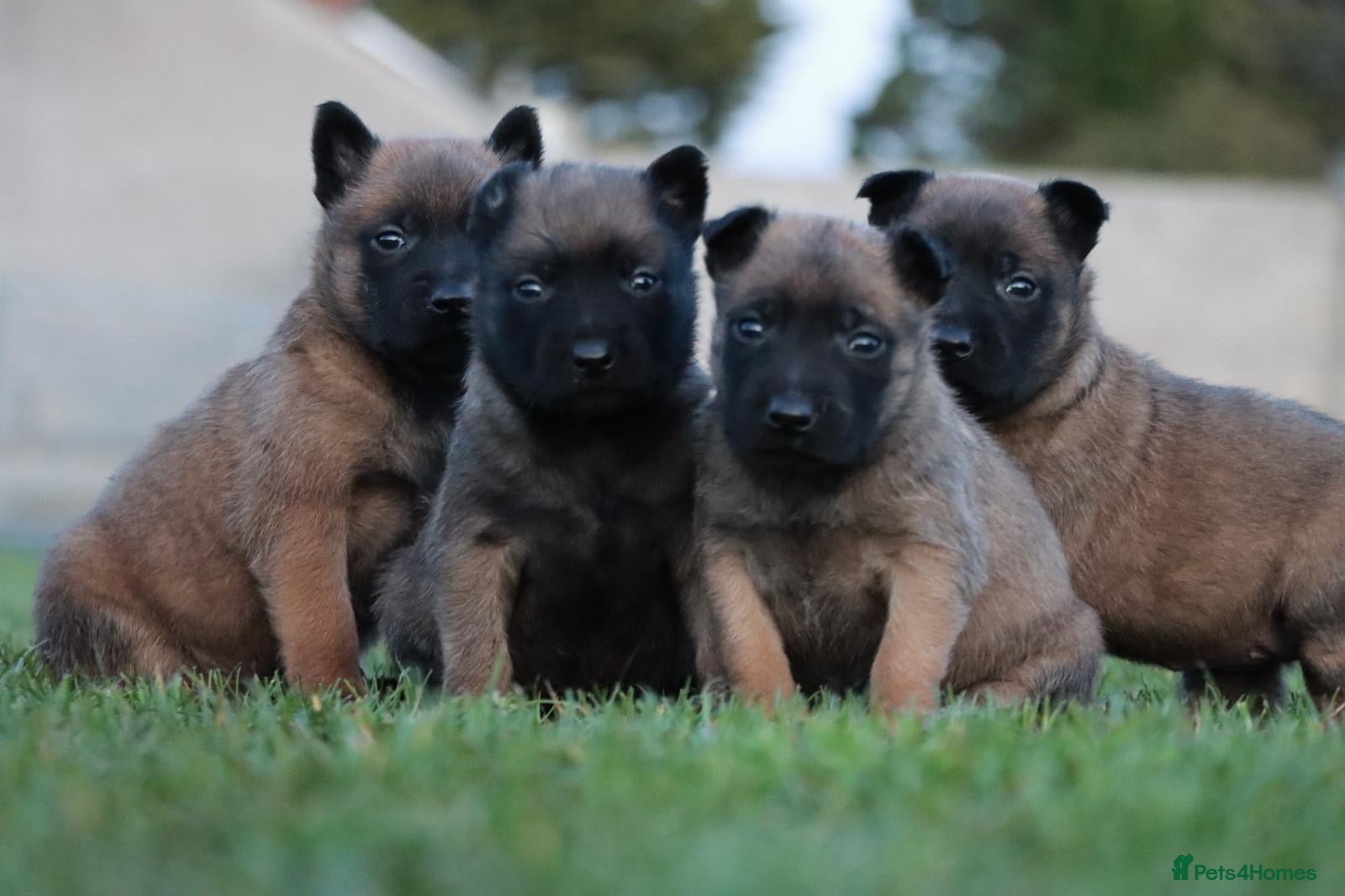 Belgian Shepherd Dog dogs IKC Registered Belgian Malinois - Advert 1