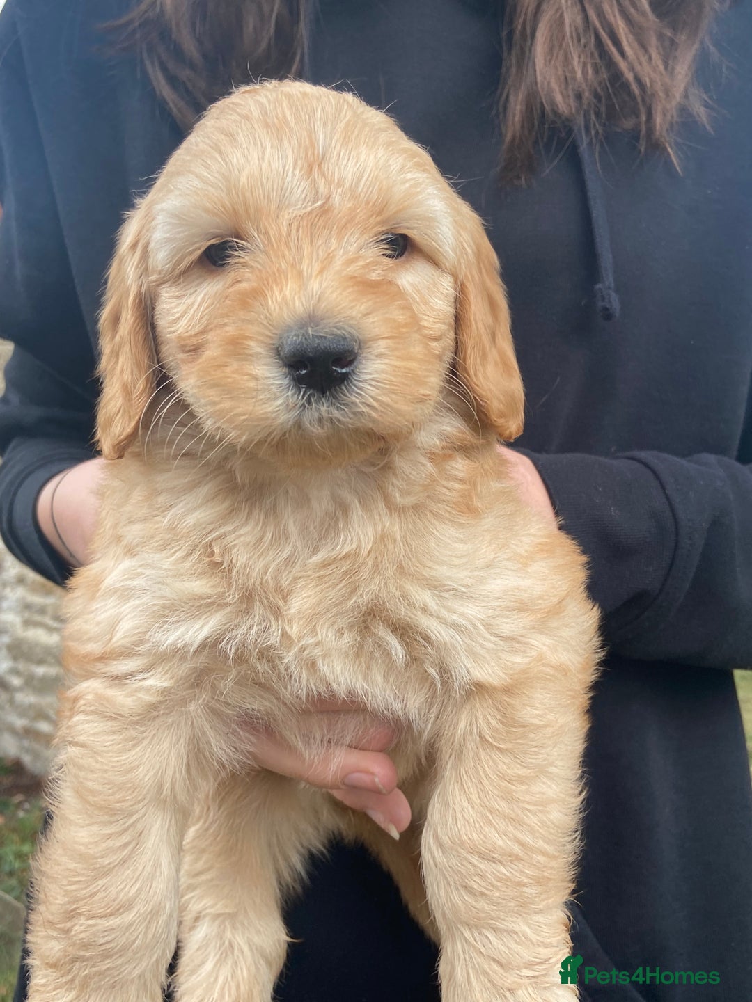 Aussiedoodle dogs for sale: Gorgeous Aussie Doodle Pups - Image 38