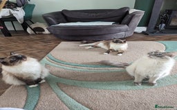 Ragdoll cats for stud: Ragdoll Stud  in Manchester - Image 10