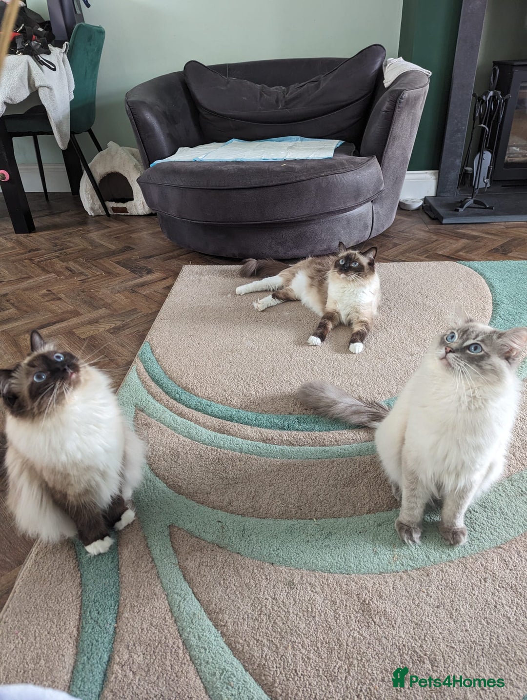 Ragdoll cats for stud: Ragdoll Stud  in Manchester - Image 10