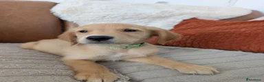 Golden Retriever 2