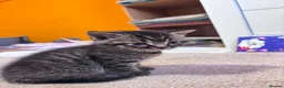 Mixed Breed cats for sale: 3 Beautiful BSH x Ragdoll Kittens in Bournemouth - Advert 3