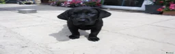 Labrador Retriever dogs for sale: 2 Gorgeous male playful puppies looking for homes - Advert 7