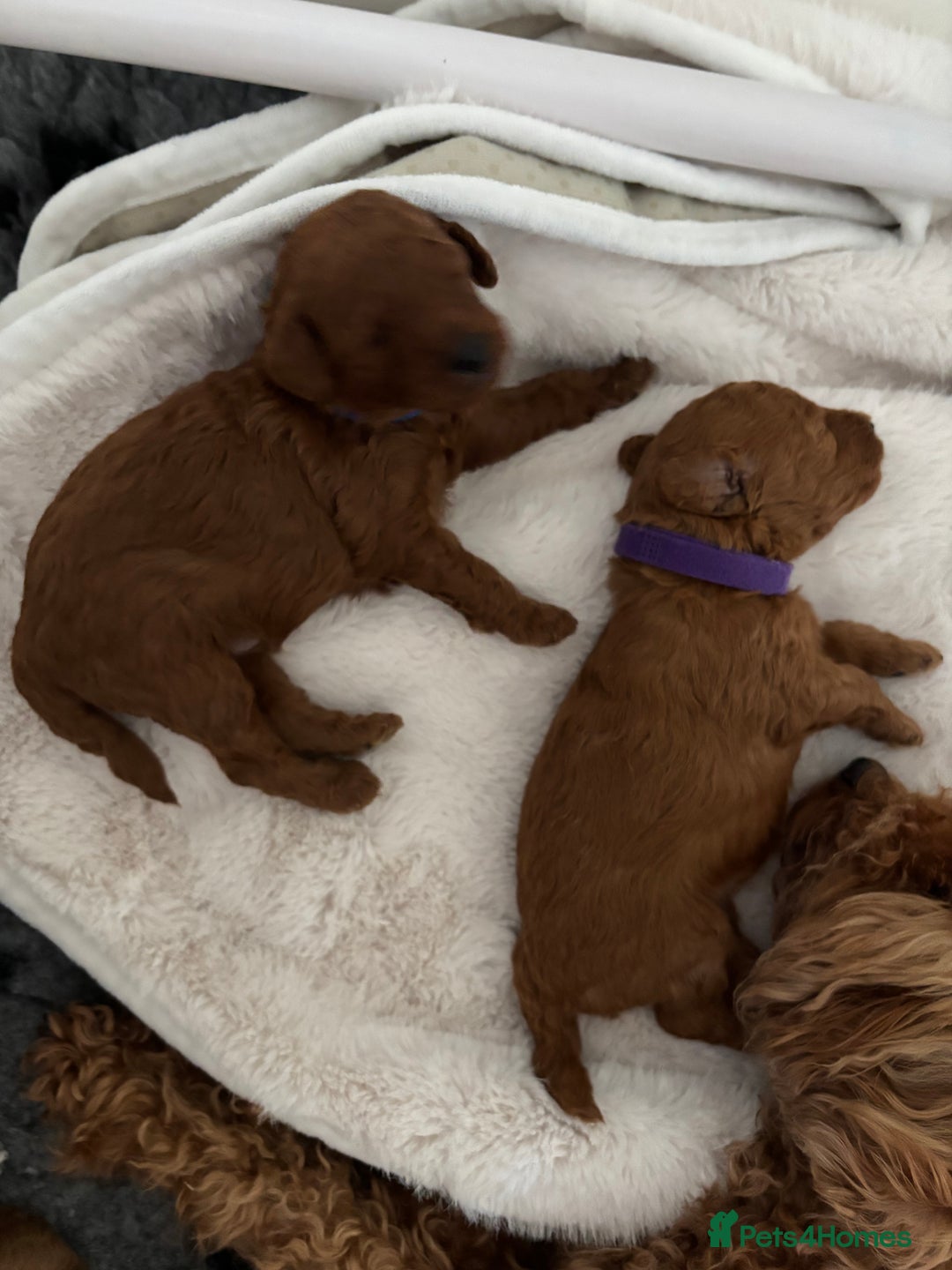 Toy Poodle dogs for sale: Outstanding litter of Red KC Toy Poodles - Image 3