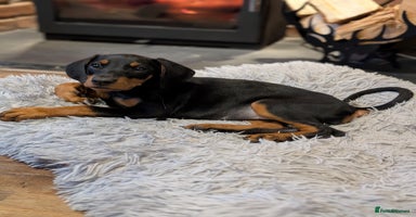 Dobermann dogs Doberman puppies "ready now" - Advert 13