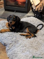 Dobermann dogs Doberman puppies " 2 LEFT ready now" - Advert 5