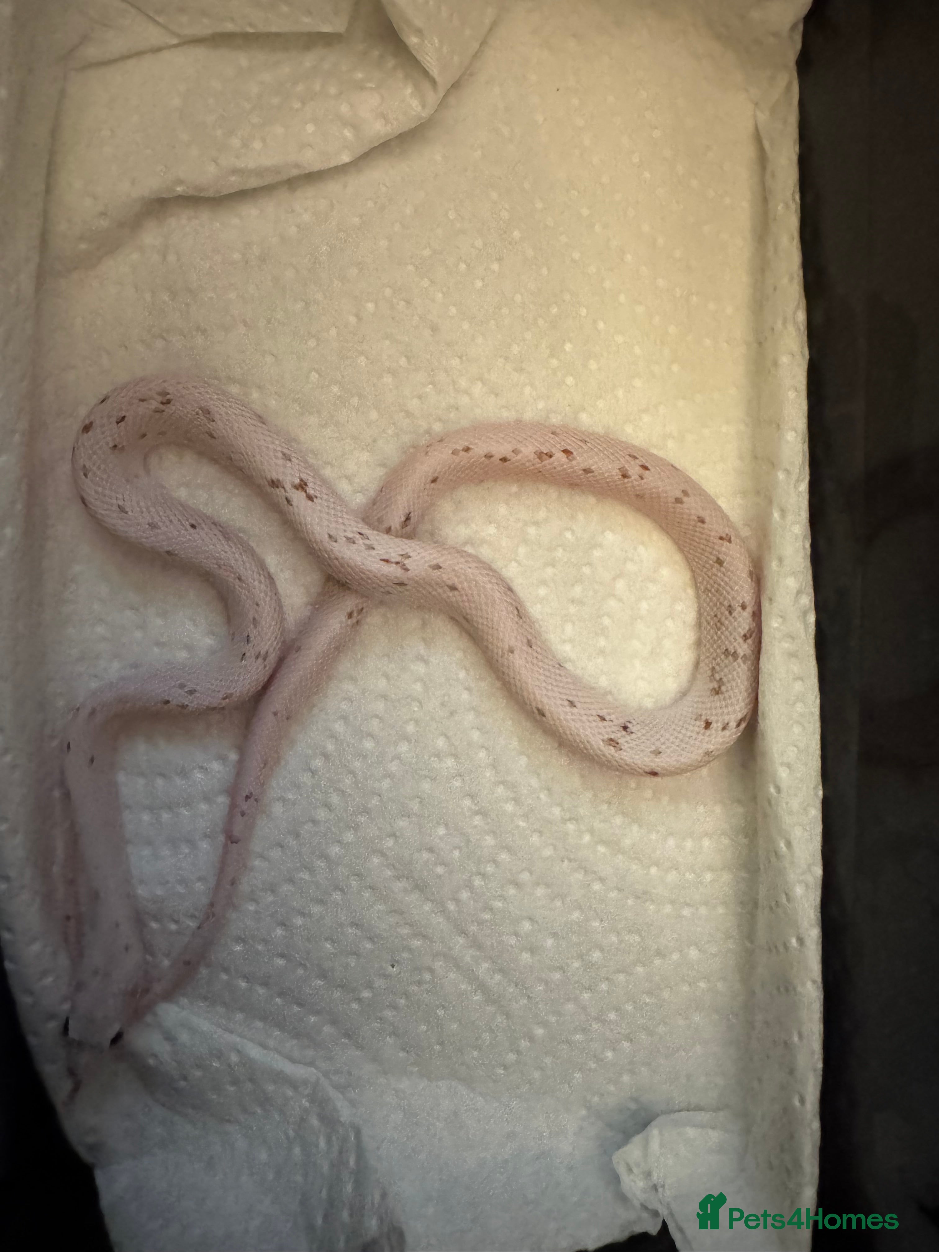 Snake reptiles Hognose babies and palmetto corns  - Advert 8