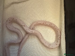 Snake reptiles Hognose babies and palmetto corns - Advert 8