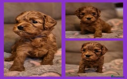 Cavapoo dogs for sale: ⭐️BEAUTIFUL INTENSE RED TOY CAVAPOO PUPPIES⭐️ - Image 15