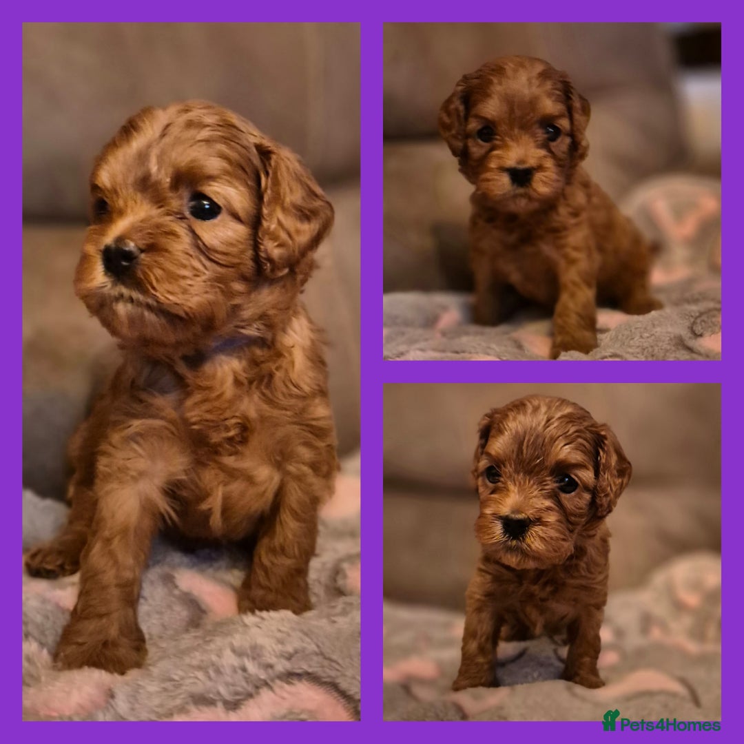 Cavapoo dogs for sale: ⭐️BEAUTIFUL INTENSE RED TOY CAVAPOO PUPPIES⭐️ - Image 15