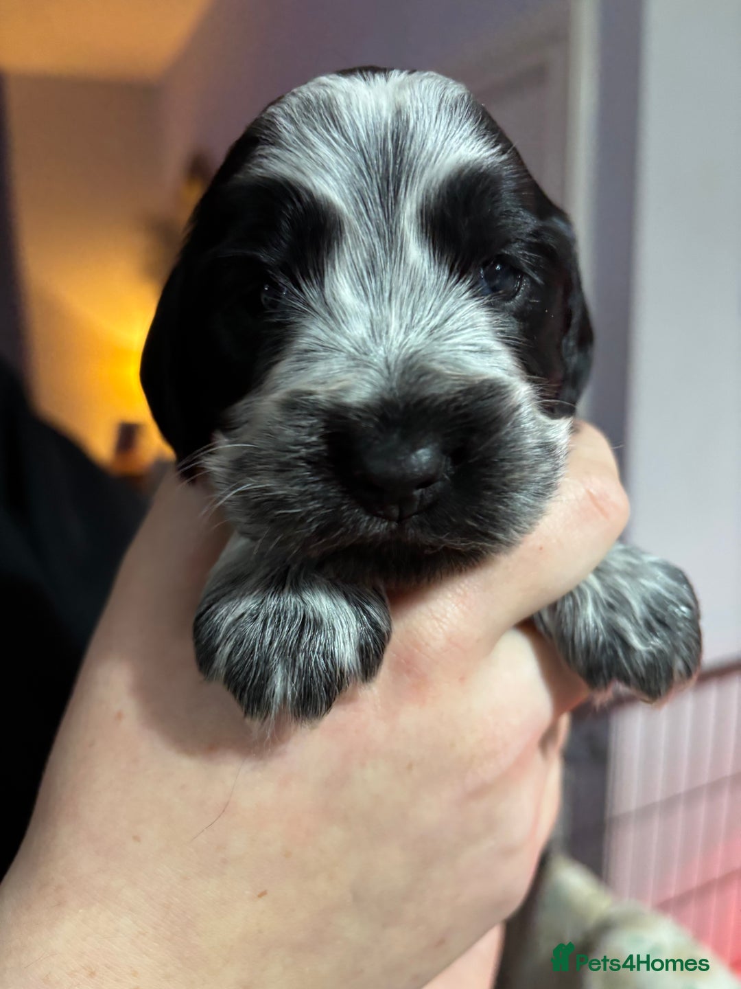 Cocker Spaniel dogs for sale: Show cocker spaniel puppies - Advert 8