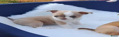 Chihuahua 4