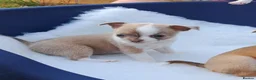 Chihuahua dogs for sale: Chihuahua Puppies  in Norwich - Advert 38