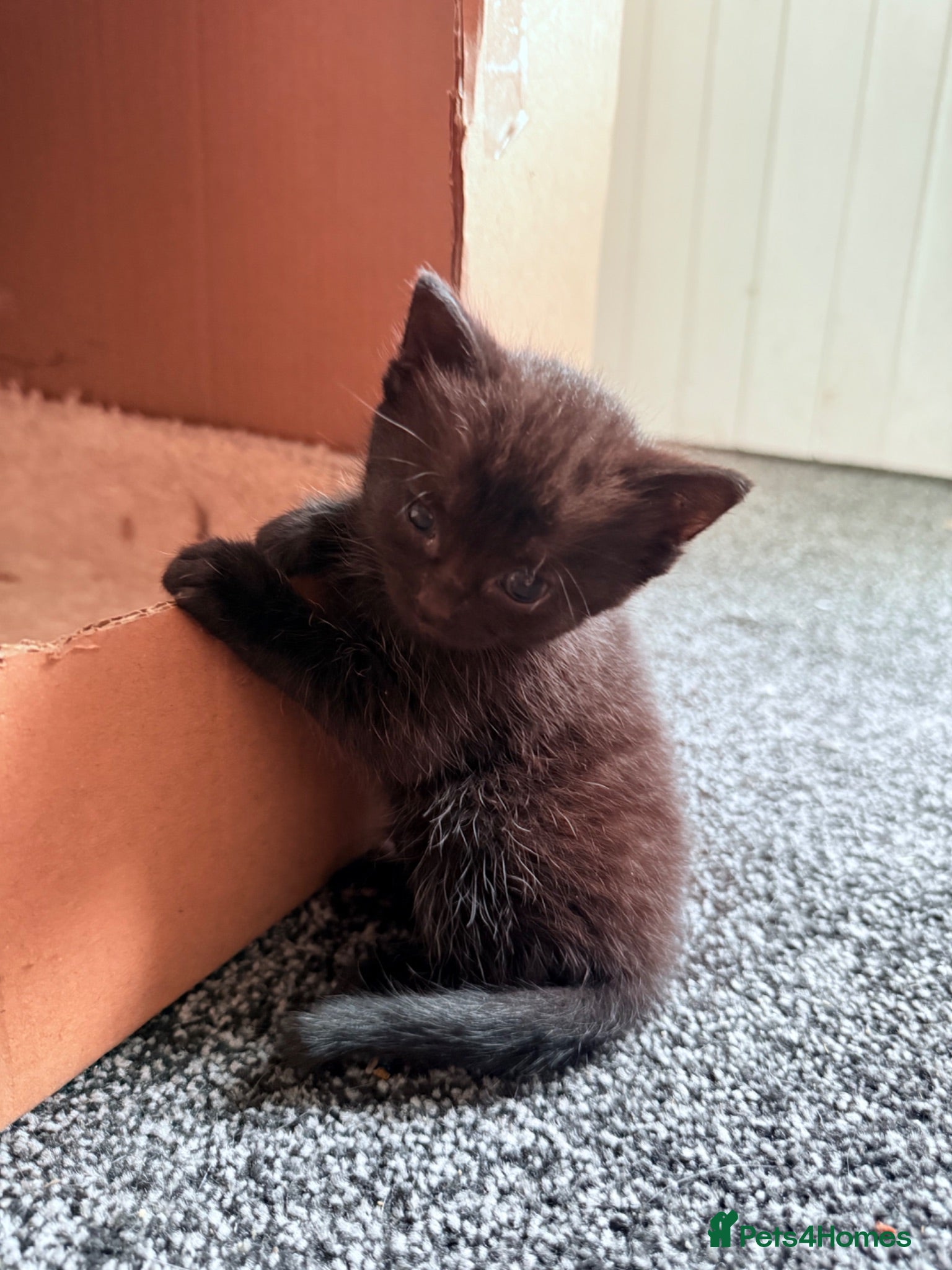 Bombay cats Beautiful Bombay x BSH Tuxedo Kittens - Advert 5