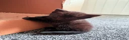 Bombay cats for sale: Beautiful Bombay x BSH Tuxedo Kittens in Bury - Advert 3