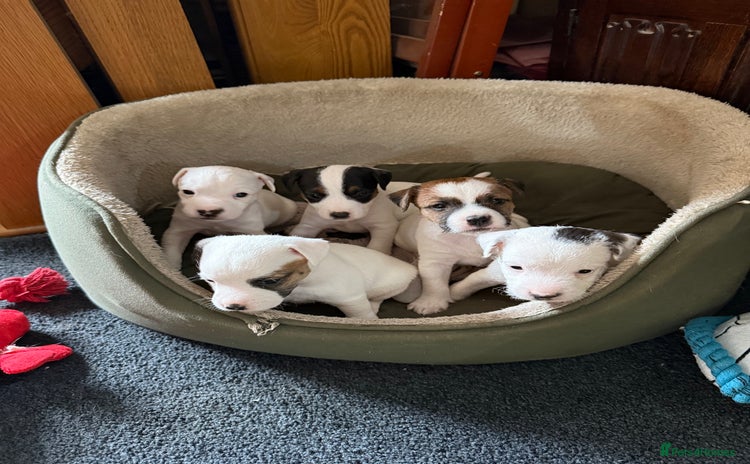 Parson Russell dogs - Advert 1
