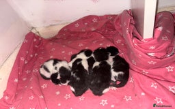 Domestic Shorthair cats for sale: Kittens for sale  - Image 1