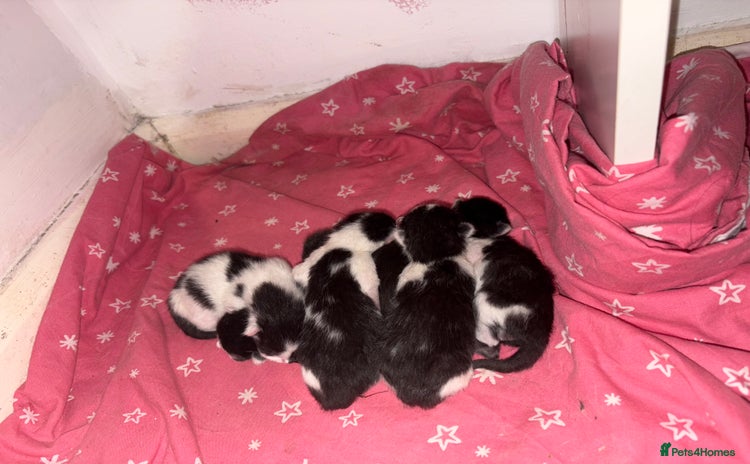 Domestic Shorthair cats - Advert 1