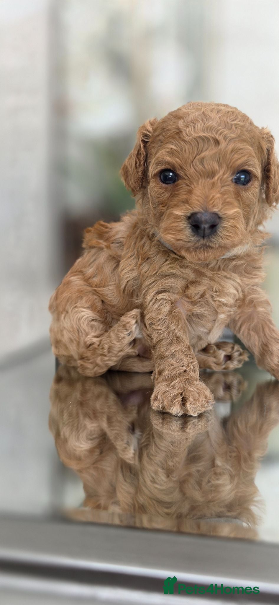 Cavapoochon dogs Exquisite Health Tested Cavapoochon Puppies  - Advert 1